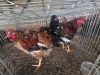 4 X BOSVELDER ROOSTER & HEN ELLISRAS (Per animal to take the lot)