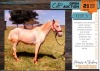 1 X LIPIZZAN APOLLO GELDING JADE STRYDOM