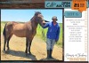 1 X BASOTHO POON CROSS DIESEL GELDING JAN BOSHOFF BOERDERY (MELANIE BOSHOF)