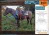 1 X BOERPERD CROSS BLUE GELDING RONEL VAN DER ZEE