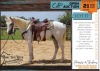 1 X ARABIAN FUDGE GELDING SADDLE YOUR MATCH PERFORMANCE HORSES (JOHANE COETZEE)