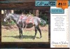 1 X BOERPERD CROSS BLUE MARE GIDEON PRETORIUS