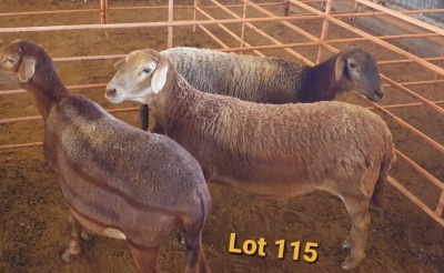 LOT 115 3X MEATMASTER OOI/EWE OSVLEY MEATMASTERS (PER STUK OM LOT TE NEEM/PER PIECE TO TAKE THE LOT)