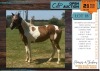 1 X BOERPERD CROSS SONYA MARE ANDAMAR SPORT HORSES (ANNEMIE TORR)