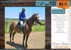 1 X BOERPERD CROSS PEACOCK GELDING JAN BOSHOFF BOERDERY (MELANIE BOSHOF)