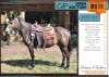 1 X BOERPERD CROSS PATRYS MARE GIDEON PRETORIUS
