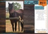 1 X BOERPERD CROSS BAILEY GRACE MARE FREDERICK VAN DER BILJ