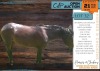 1 X BOERPERD CROSS JOYKIE MARE MUZZY'S HORSEMANSHIP (MZANDILE NKOSI)