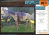 1 X BOERPERD CROSS DUSTY GELDING RONEL VAN DER ZEE