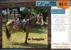 1 X CROSS JOLLY SWIGGELS GELDING CARLETTE VAN EEDEN
