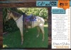 1 X BOERPERD CROSS VANILLA GELDING MANDY JACOBS