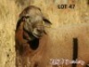 1 X MEATMASTER RAM ZABO MEATMASTERS