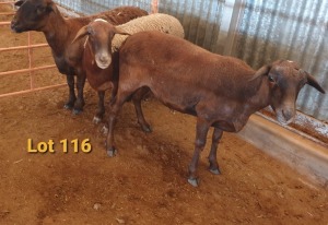 LOT 116 3X MEATMASTER OOI/EWE OSVLEY MEATMASTERS (PER STUK OM LOT TE NEEM/PER PIECE TO TAKE THE LOT)