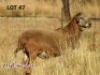 1 X MEATMASTER RAM ZABO MEATMASTERS - 4