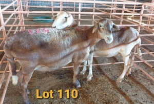 LOT 110 2X MEATMASTER OOI/EWE OSVLEY MEATMASTERS (PER STUK OM LOT TE NEEM/PER PIECE TO TAKE THE LOT)