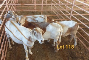 LOT 118 5X MEATMASTER OOI/EWE OSVLEY MEATMASTERS (PER STUK OM LOT TE NEEM/PER PIECE TO TAKE THE LOT)