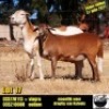 1+1 X MEATMASTER OOI COLLEN BOERDERY - 2