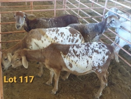 LOT 117 4X MEATMASTER OOI/EWE OSVLEY MEATMASTERS (PER STUK OM LOT TE NEEM/PER PIECE TO TAKE THE LOT)