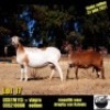 1+1 X MEATMASTER OOI COLLEN BOERDERY - 6