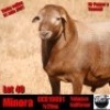 1 X MEATMASTER RAM COLLEN BOERDERY - 2