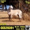 2 X MEATMASTER OOI COLLEN BOERDERY (PER STUK OM LOT TE NEEM) - 6