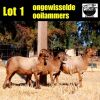 3 X MEATMASTER OOI COLLEN BOERDERY (PER STUK OM LOT TE NEEM)