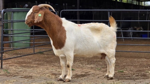 1 X BOER GOAT DOE D. GREEFF