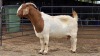 1 X BOER GOAT DOE D. GREEFF