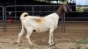 1 X BOER GOAT DOE D. GREEFF