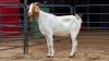 1 X BOER GOAT DOE D. GREEFF