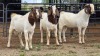 3 X BOER GOAT BUCK D. GREEFF (Per animal to take the lot)