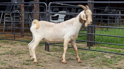 1 X BOER GOAT BUCK D. GREEFF