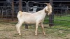 1 X BOER GOAT BUCK D. GREEFF