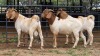 3 X BOER GOAT BUCK D. GREEFF (Per animal to take the lot)