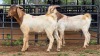 2 X BOER GOAT BUCK D. GREEFF (Per animal to take the lot)