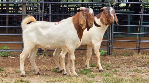 2 X BOER GOAT BUCK D. GREEFF (Per animal to take the lot)