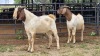 2 X BOER GOAT BUCK D. GREEFF (Per animal to take the lot)