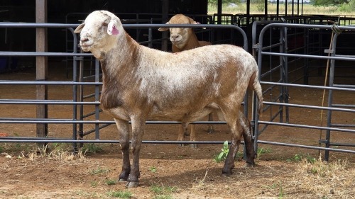 1 X MEATMASTER RAM TW. FOURIE