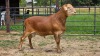 1 X MEATMASTER RAM TW. FOURIE