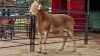 1 X MEATMASTER RAM TW. FOURIE