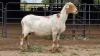 1 X MEATMASTER EWE TW. FOURIE