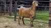1 X MEATMASTER EWE TW. FOURIE