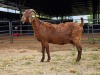 1 X KALAHARI RED DOE W. SNYDERS