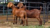 2 X KALAHARI RED DOE W. SNYDERS (Per animal to take the lot)