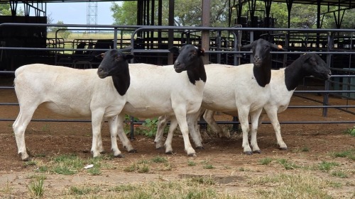 4 X DORPER EWE KV BOERDERY (Per animal to take the lot)