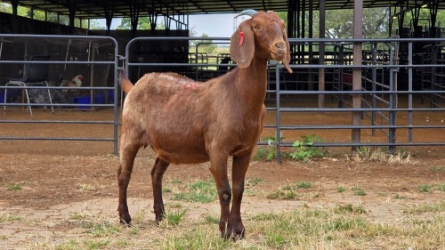 1 X KALAHARI RED DOE W. SNYDERS