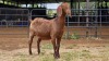 1 X KALAHARI RED DOE W. SNYDERS