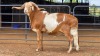 1 X DAMARA RAM C. DE BRUTO