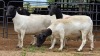 4 X DORPER EWE KV BOERDERY (Per animal to take the lot)