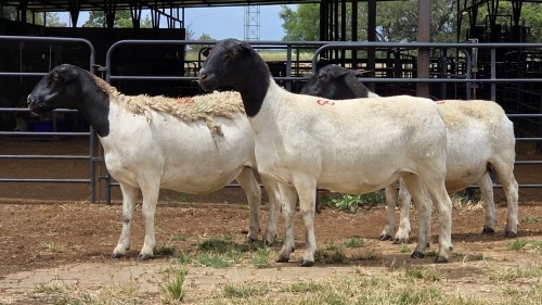 3 X DORPER EWE KV BOERDERY (Per animal to take the lot)